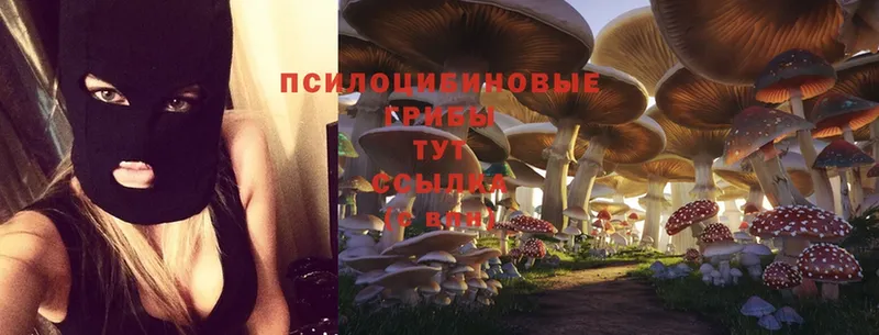 Псилоцибиновые грибы Psilocybe  Горнозаводск 